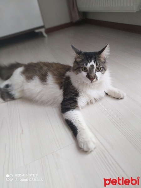 Tekir Kedi, Kedi  Şakir fotoğrafı