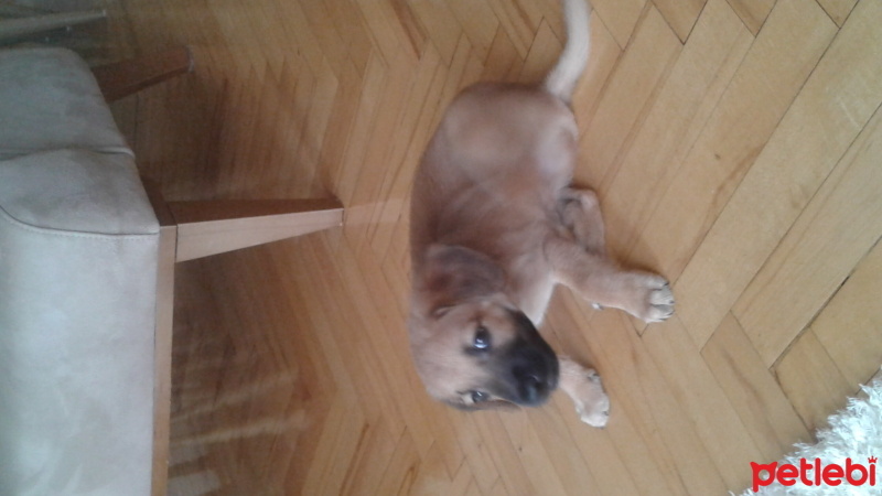 Kangal, Köpek  cesur fotoğrafı