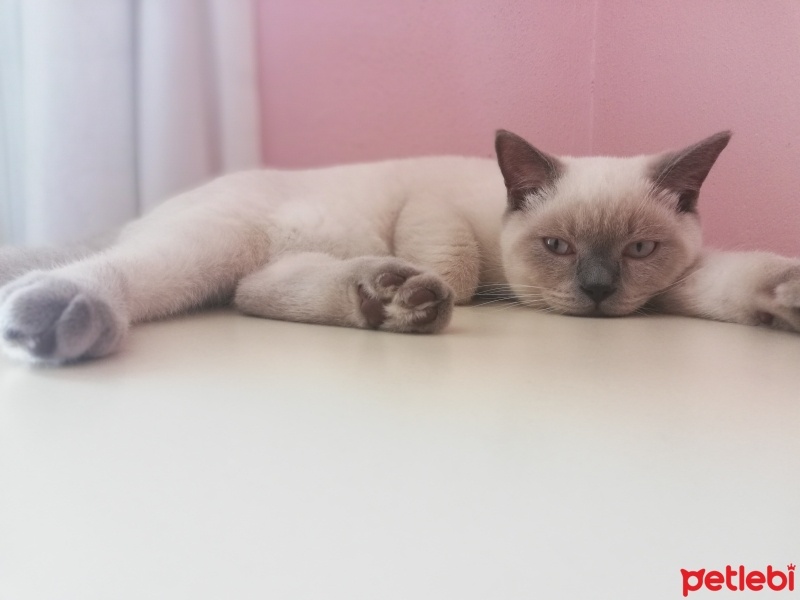 British Shorthair, Kedi  Sherlock fotoğrafı