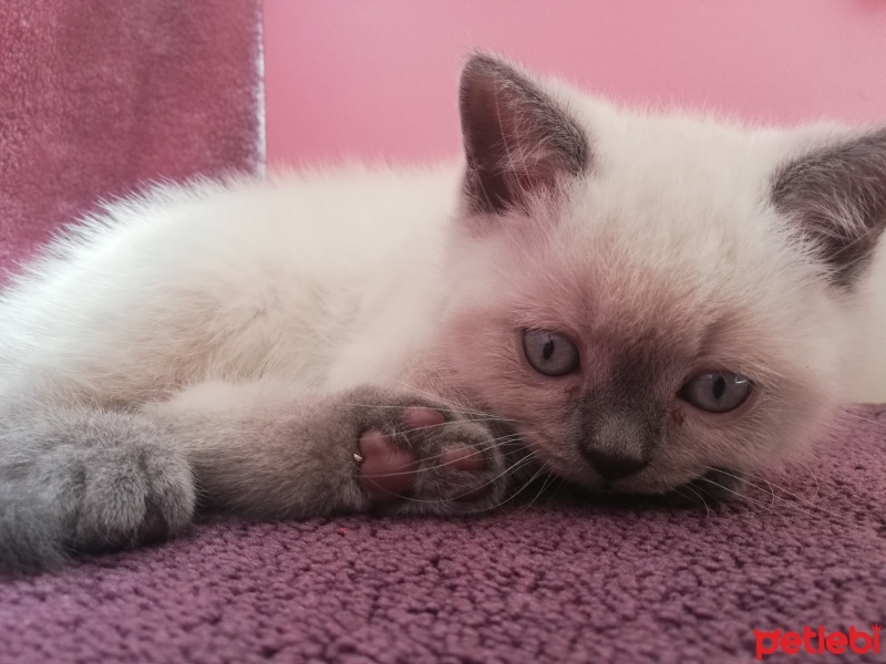 British Shorthair, Kedi  Sherlock fotoğrafı