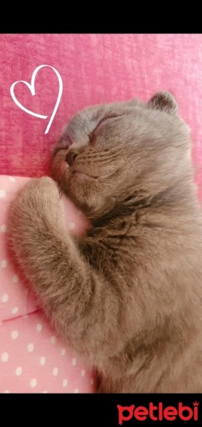 Scottish Fold, Kedi  Gölge fotoğrafı