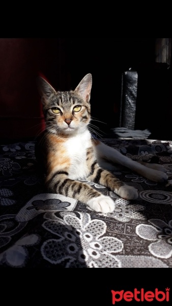 Tekir Kedi, Kedi  Bade fotoğrafı