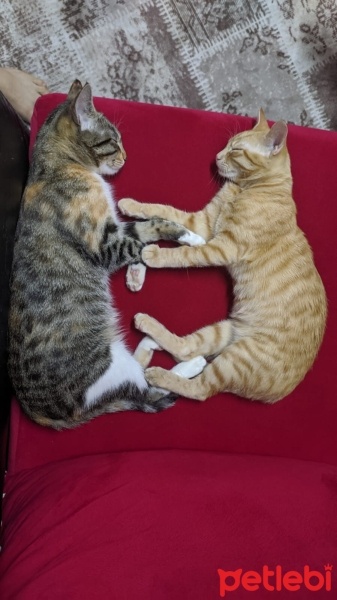 Sarman, Kedi  Güneş fotoğrafı