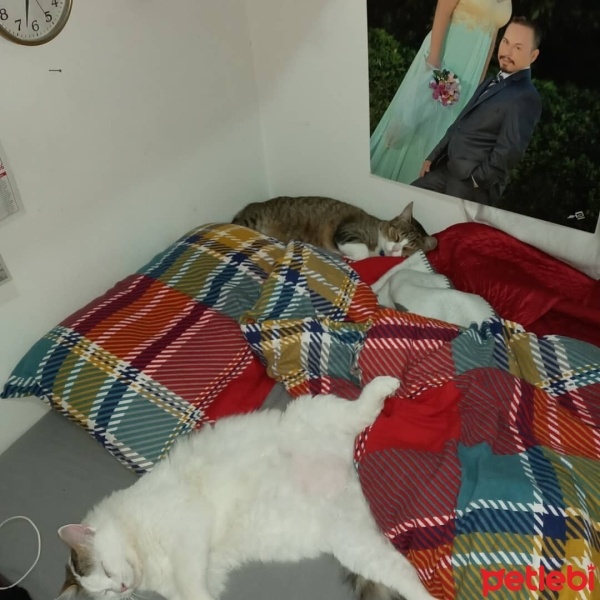Ankara Kedisi, Kedi  Prenses minnoş  boncuk ve foks fotoğrafı