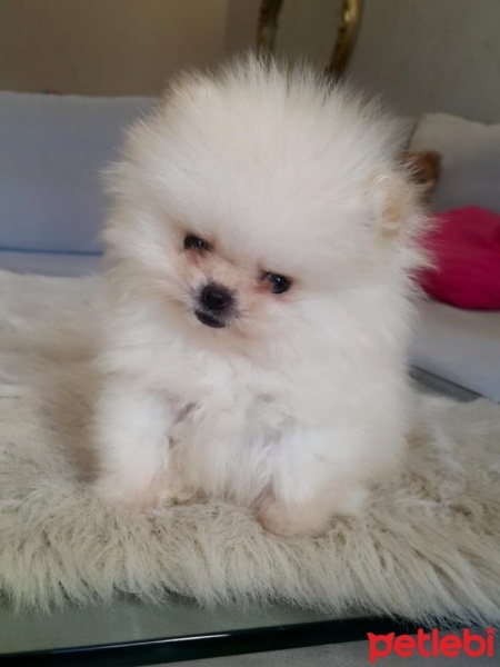 Pomeranyalı, Köpek  Body fotoğrafı