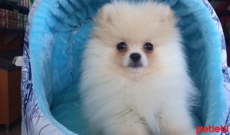 Pomeranyalı, Köpek  Body fotoğrafı
