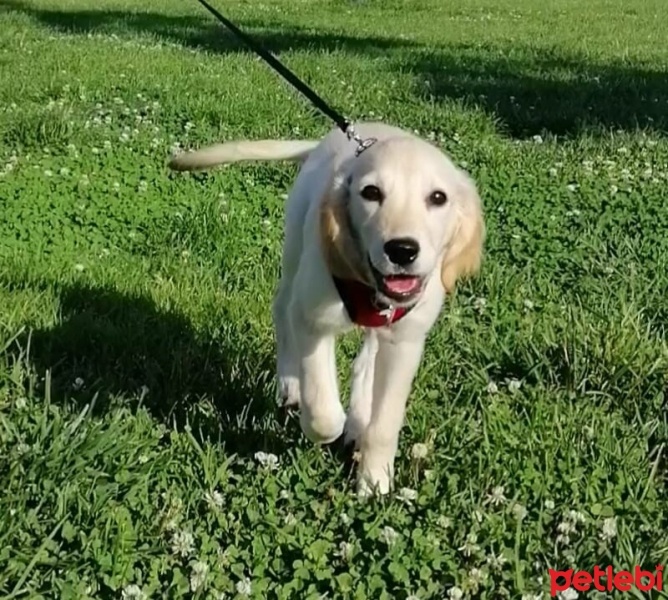 Golden Retriever, Köpek  Asel fotoğrafı