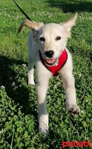 Golden Retriever, Köpek  Asel fotoğrafı