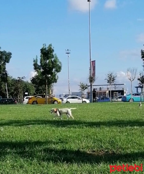 Golden Retriever, Köpek  Asel fotoğrafı