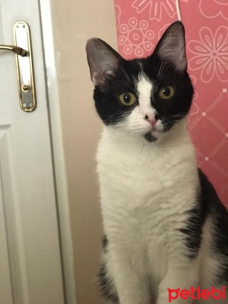 Tuxedo (Smokin) Kedi, Kedi  Çakıl fotoğrafı