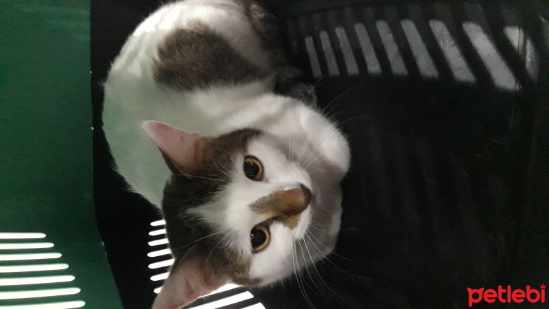 Tekir Kedi, Kedi  Balkiz fotoğrafı