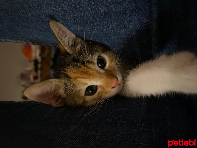 Sarman, Kedi  Sunshine fotoğrafı