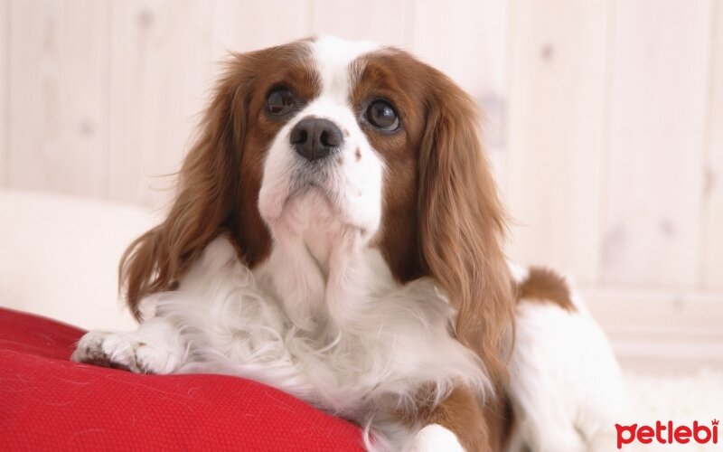 Cavalier King Charles Spanieli, Köpek  bubble fotoğrafı