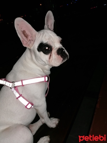 Fransız Bulldog, Köpek  Bella fotoğrafı