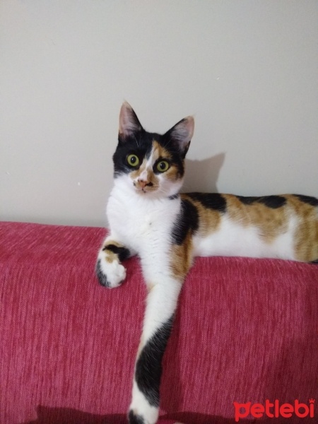 Tekir Kedi, Kedi  yumak fotoğrafı