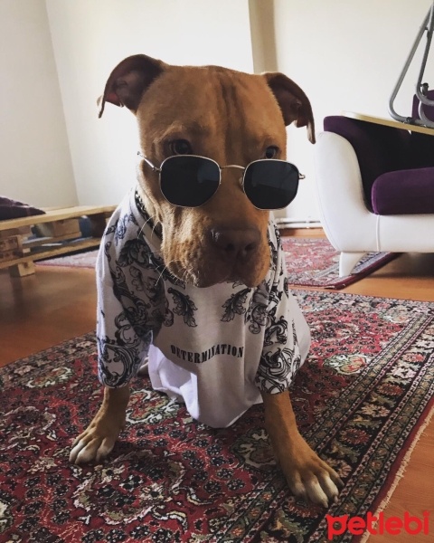 Amerikan Pitbull Terrier, Köpek  Çoga fotoğrafı