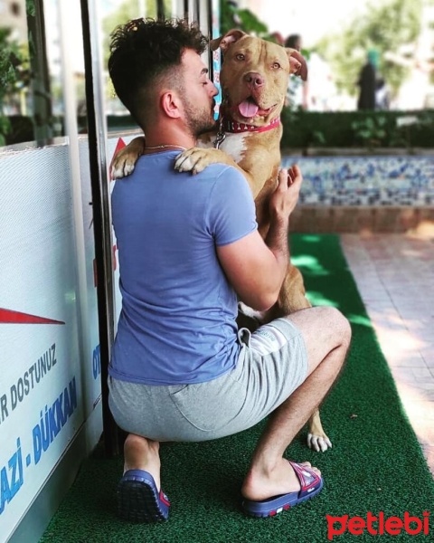 Amerikan Pitbull Terrier, Köpek  Çoga fotoğrafı