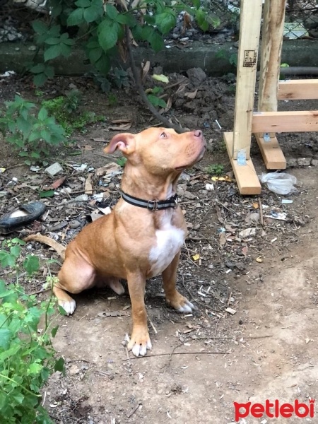 Amerikan Pitbull Terrier, Köpek  Çoga fotoğrafı