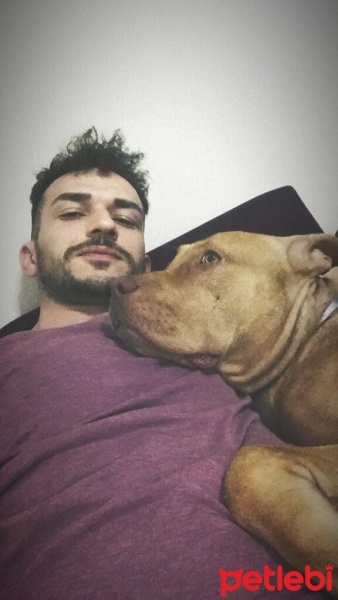Amerikan Pitbull Terrier, Köpek  Çoga fotoğrafı
