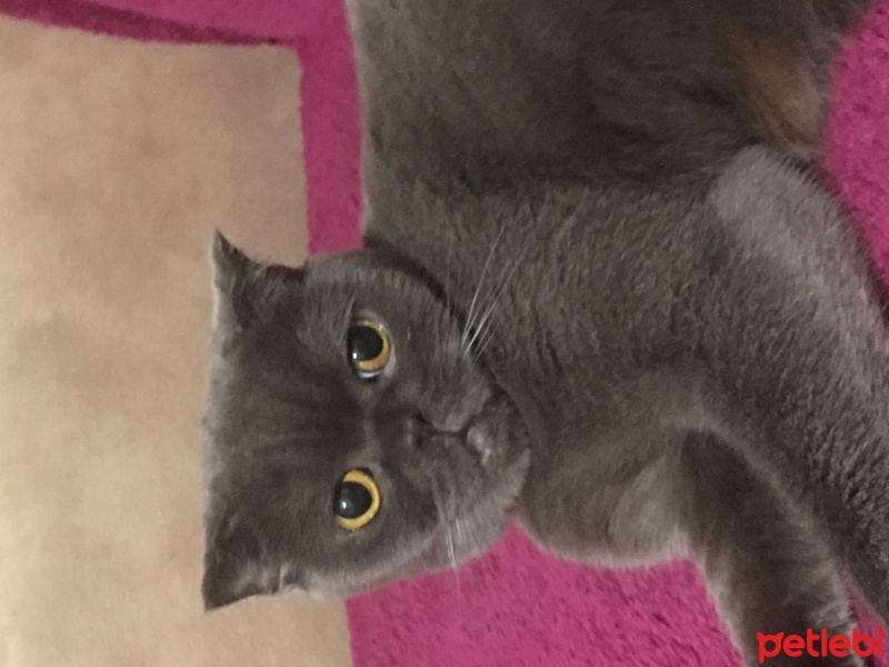 Scottish Fold, Kedi  Şila fotoğrafı