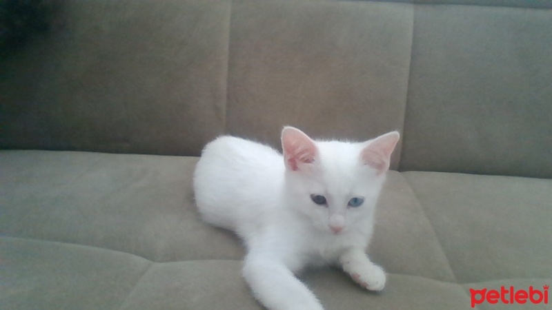 Van Kedisi, Kedi  İnci fotoğrafı