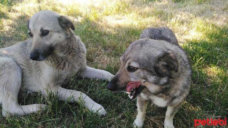 Sokö (Sokak Köpeği), Köpek  Bıdık fotoğrafı