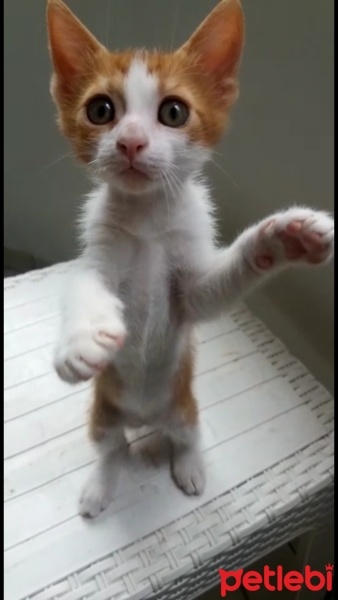 Tekir Kedi, Kedi  Zeus fotoğrafı