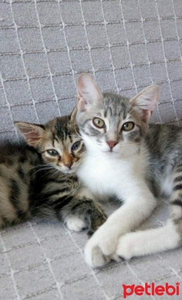 Tekir Kedi, Kedi  Latte fotoğrafı