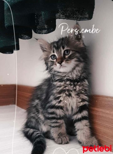 British Shorthair, Kedi  Gece fotoğrafı