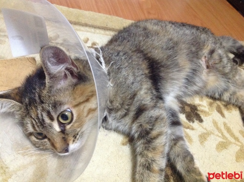 Tekir Kedi, Kedi  Sedef fotoğrafı