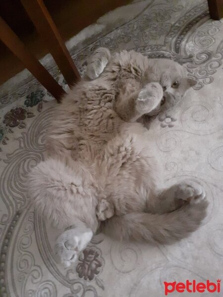 Scottish Fold, Kedi  Bülent fotoğrafı