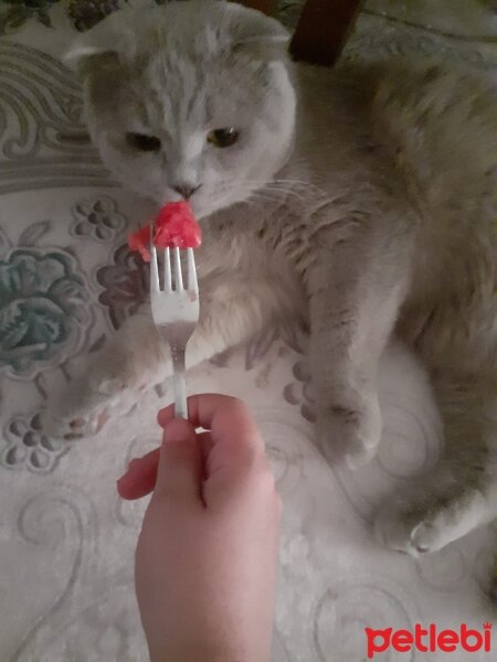 Scottish Fold, Kedi  Bülent fotoğrafı