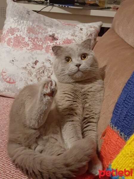 Scottish Fold, Kedi  Bülent fotoğrafı