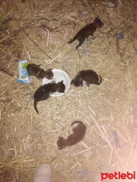 Tekir Kedi, Kedi  tekir fotoğrafı