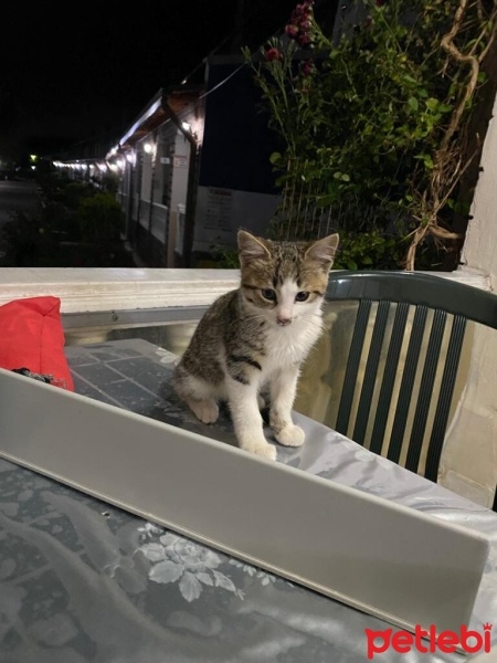 Tekir Kedi, Kedi  Duman fotoğrafı