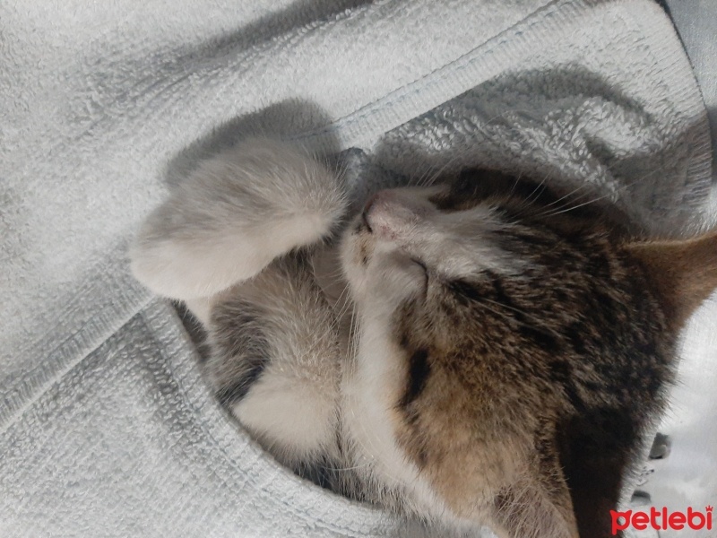Tekir Kedi, Kedi  Duman fotoğrafı