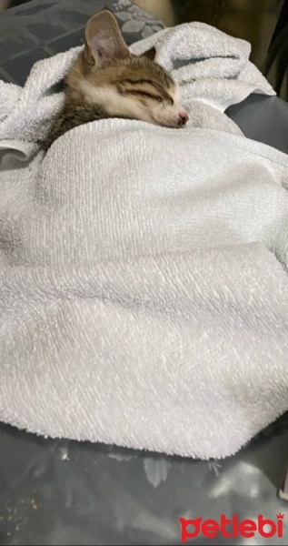 Tekir Kedi, Kedi  Duman fotoğrafı