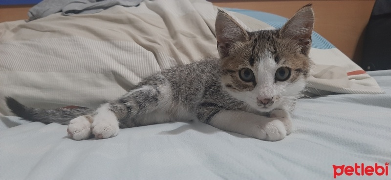 Tekir Kedi, Kedi  Duman fotoğrafı