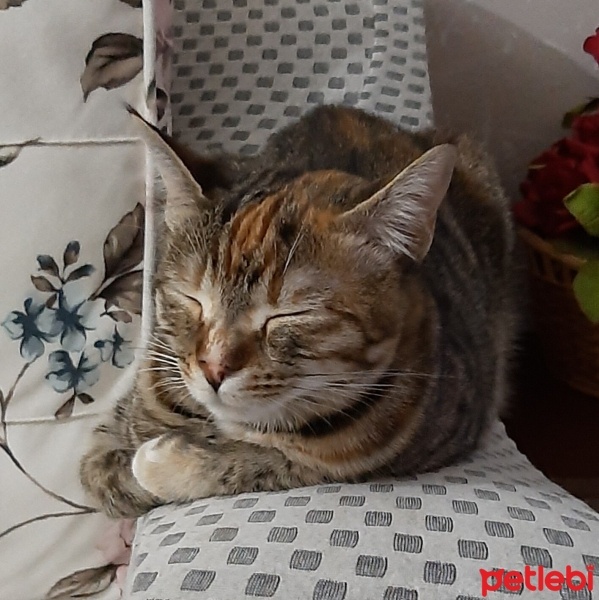 Tekir Kedi, Kedi  Azman fotoğrafı