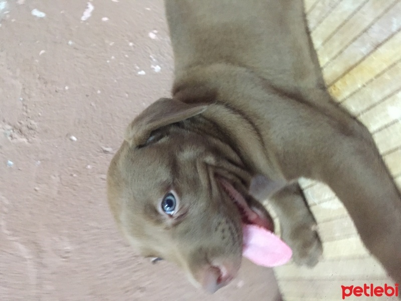 Amerikan Pitbull Terrier, Köpek  İsimsiz fotoğrafı