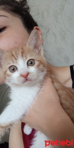 Sarman, Kedi  Balım fotoğrafı