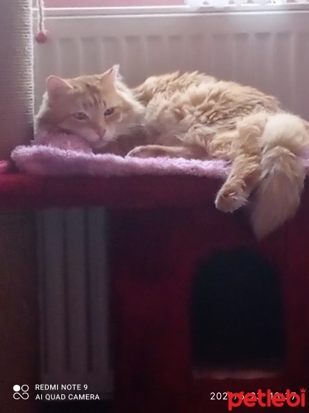 Sarman, Kedi  Fındık fotoğrafı