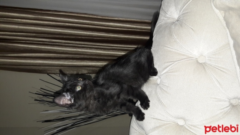 Bombay, Kedi  Karam fotoğrafı