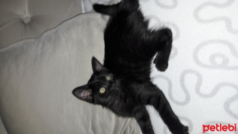 Bombay, Kedi  Karam fotoğrafı