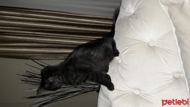 Bombay, Kedi  Karam fotoğrafı