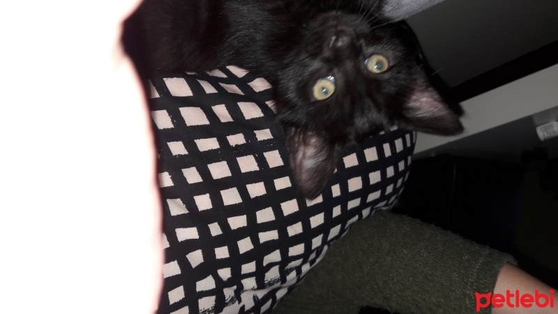 Bombay, Kedi  Karam fotoğrafı