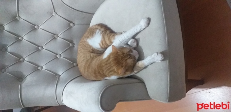 Tekir Kedi, Kedi  Cesur fotoğrafı
