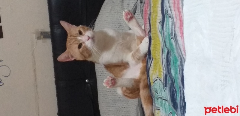 Tekir Kedi, Kedi  Cesur fotoğrafı