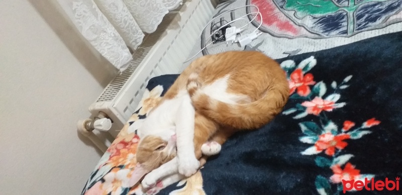 Tekir Kedi, Kedi  Cesur fotoğrafı