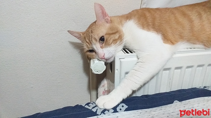 Tekir Kedi, Kedi  Cesur fotoğrafı